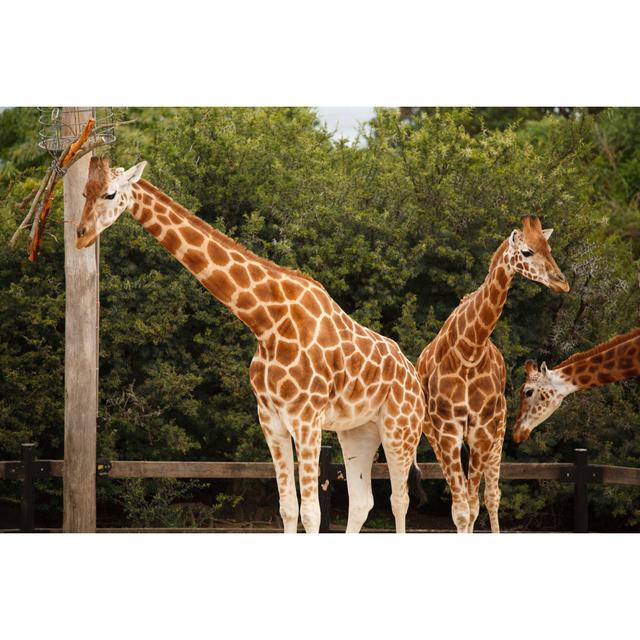 Family Of Giraffe by Mburt - No Frame Art Prints on Canvas 17 Stories Size: 30cm H x 46cm W on Productcaster.