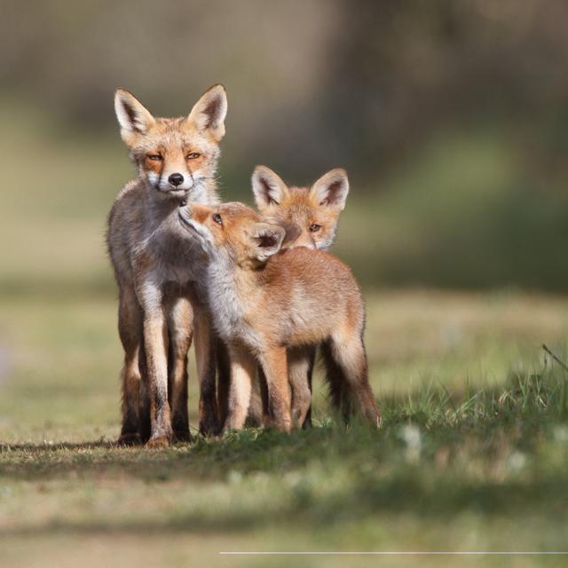 Red Fox Family Alpen Home Size: 122cm H x 122cm W on Productcaster.