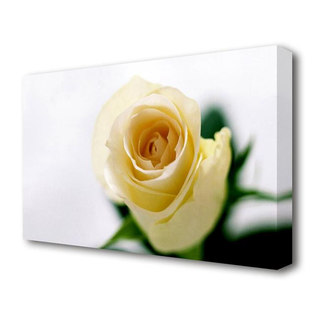 Single Cream Rose Flowers Canvas Print Wall Art East Urban Home Size: 66 cm H x 101.6 cm W on Productcaster.