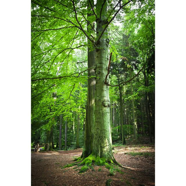 Old Beech Tree by TommL - Print Alpen Home Size: 76cm H x 51cm W on Productcaster.