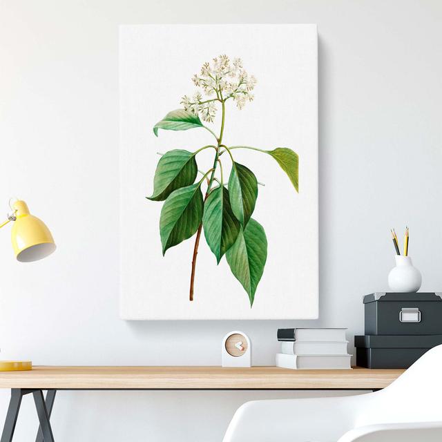 Pagoda Dogwood Flowers by Pierre-Joseph Redoute - Wrapped Canvas Painting East Urban Home Size: 60cm H x 40cm W x 3cm D on Productcaster.