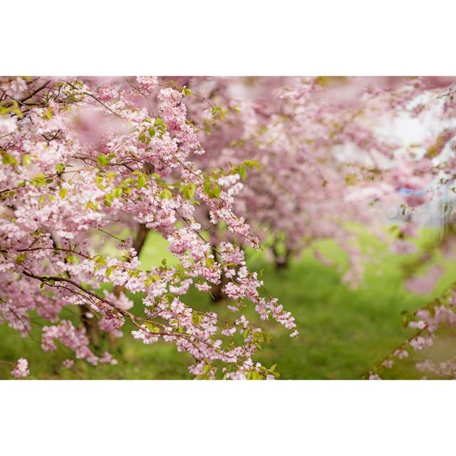 Cherry Blossom Forest by Lorado - No Frame Print on Canvas 17 Stories Size: 80cm x 120cm W on Productcaster.