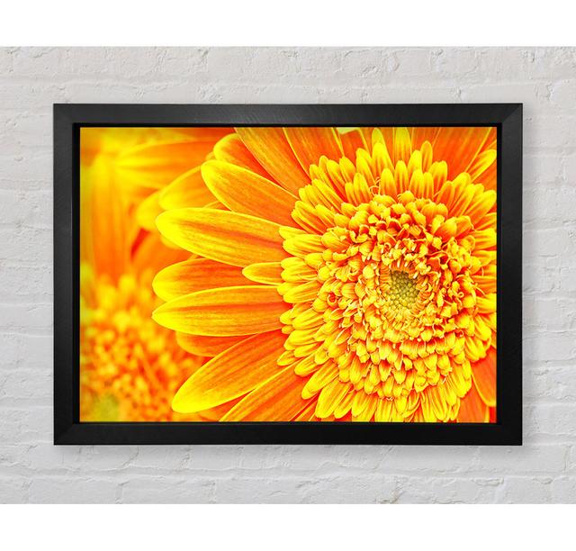 Orange Yellow Gerbera Face - Single Picture Frame Art Prints Bright Star Size: 84.1cm H x 118.9cm W x 3.4cm D on Productcaster.