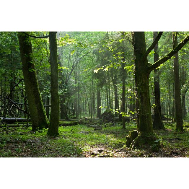 Bialowieza Forest - Wrapped Canvas Photograph Alpen Home Size: 81cm H x 122cm W on Productcaster.