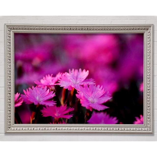 Pink Petal Beauty - Single Picture Frame Print Bright Star Size: 42cm H x 59.7cm W x 3cm D on Productcaster.