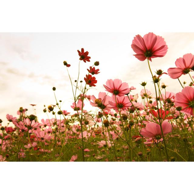 A Photograph Of Some Cosmos Flowers Against A Sunset by Biaggi123 - Wrapped Canvas Print Ebern Designs Size: 30.48cm H x 45.72cm W on Productcaster.