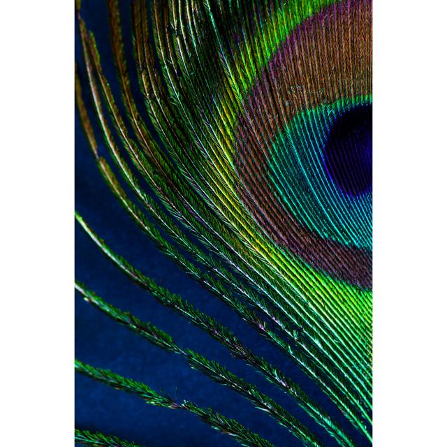 Peacock Feather by Ithinksky - Print World Menagerie Size: 46cm H x 30cm W on Productcaster.