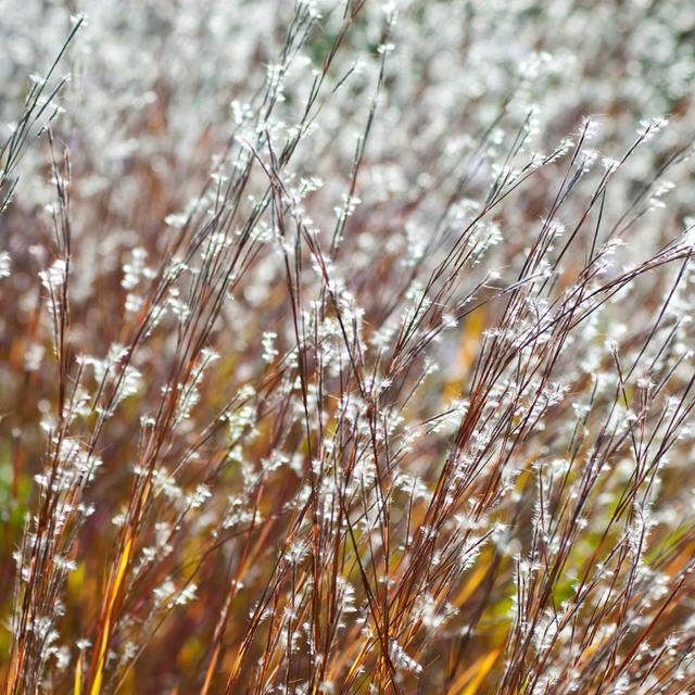 Little Bluestem Grass by AlpamayoPhoto - No Frame Art Prints on Canvas 17 Stories Size: 76cm H x 76cm W on Productcaster.