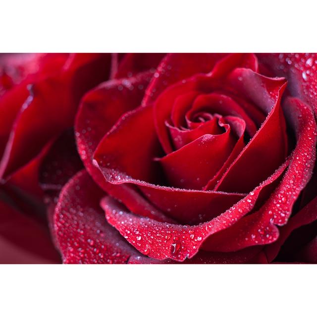 Rose in Macro by Anastaciia Petrova - Wrapped Canvas Photograph Ebern Designs Size: 51cm H x 76cm W x 3.8cm D on Productcaster.