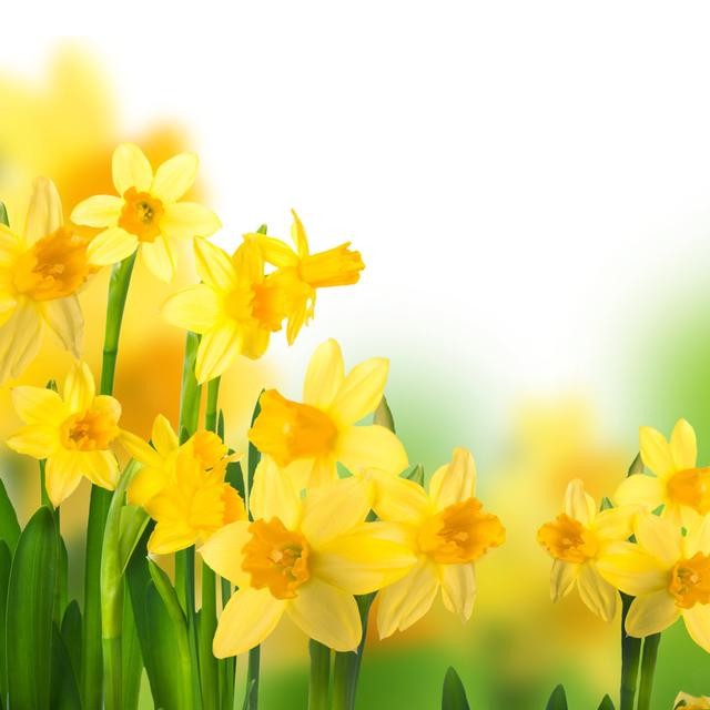 Yellow Narcissuses - Wrapped Canvas Photograph Ebern Designs Size: 30cm H x 30cm W on Productcaster.