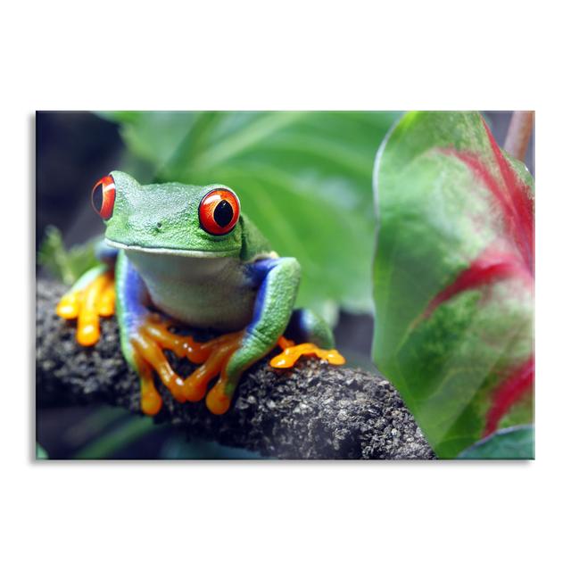 Red-Eyed Tree Frog On Branch - No Frame Print on Glass Brayden Studio Size: 60cm H x 80cm W x 0.4cm D on Productcaster.