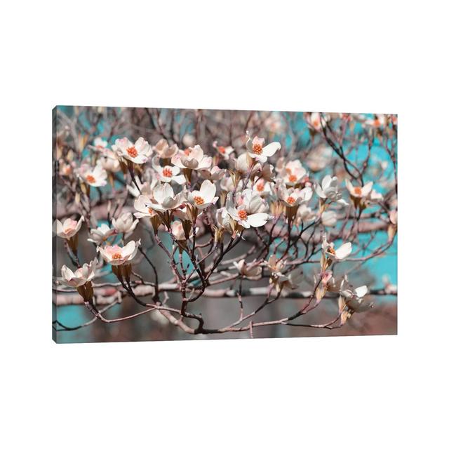 Dogwood Spring II by Sharon Chandler - Wrapped Canvas Print Latitude Run Size: 20.32cm H x 30.48cm W x 1.905cm D on Productcaster.