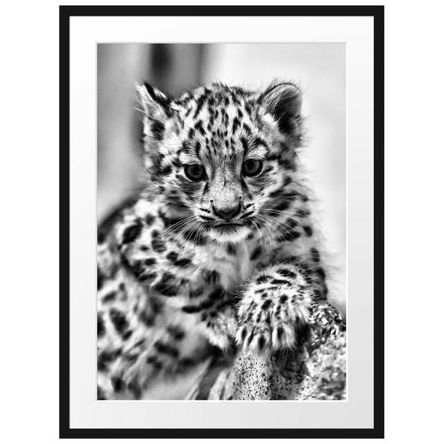 Leopardenjunges kletternd Gerahmte Fotokunstdruck Poster East Urban Home Farbe: Schwarz/Weiß, Größe: 38 cm H x 30 cm B x 2,5 cm T on Productcaster.