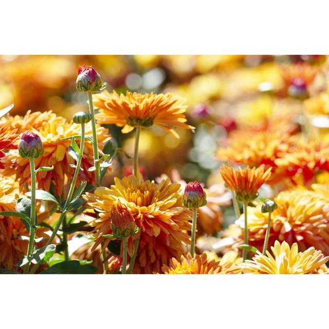 Chrysanthemums on Flower Bed by Serg_Velusceac - Wrapped Canvas Photograph 17 Stories Size: 51cm H x 76cm W on Productcaster.