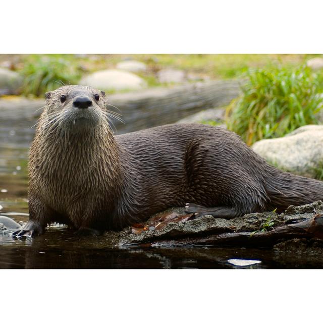 Otter by Wayazo - Wrapped Canvas Print Alpen Home Size: 51cm H x 76cm W on Productcaster.