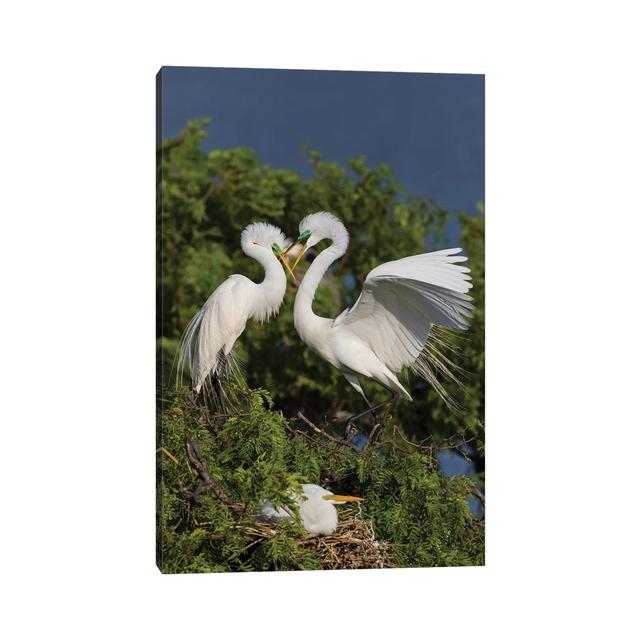 Great Egret Landing At Nest by Larry Ditto - Wrapped Canvas Gallery-Wrapped Canvas Giclée Alpen Home Size: 152.4cm H x 101.6cm W x 3.81cm D on Productcaster.