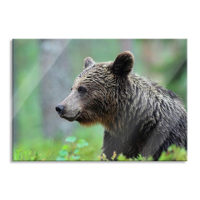 Bear Cub - Unframed Photograph on Glass Union Rustic Size: 70cm H x 100cm W x 0.4cm D on Productcaster.