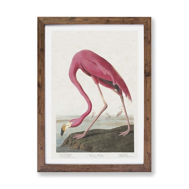 Pink Flamingo by John Audubon - Single Picture Frame Painting East Urban Home Frame Option: Walnut, Size: 45cm H x 63cm W x 2cm D on Productcaster.