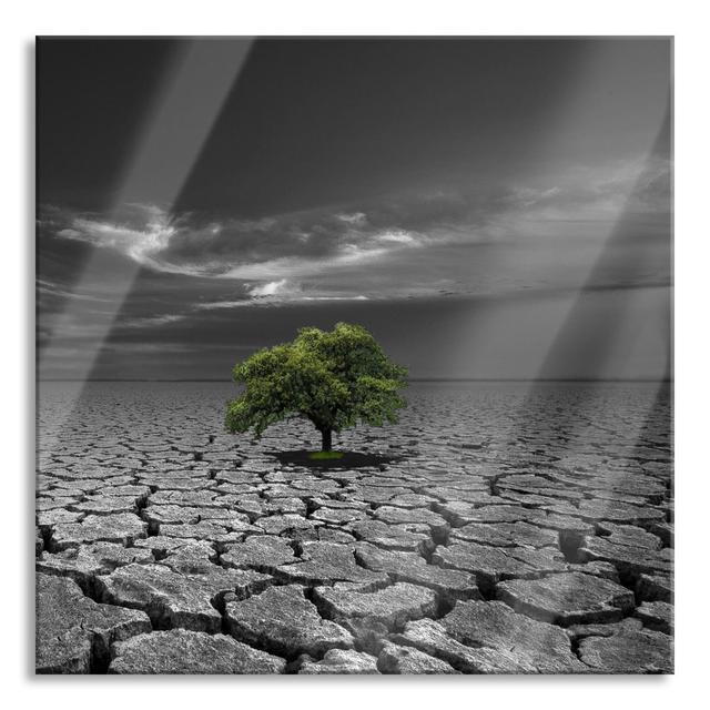 Tree on Dry Soil - Unframed Photograph on Glass Ebern Designs Size: 60cm H x 60cm W x 0.4cm D on Productcaster.