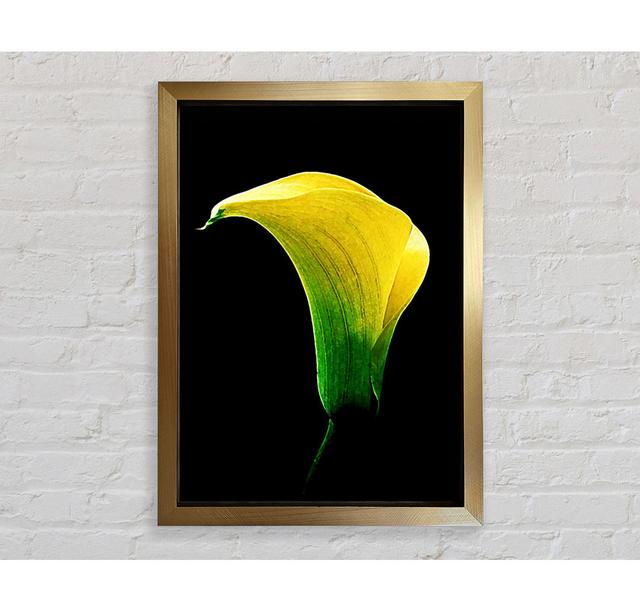 Stunning Night Lily - Print Bright Star Size: 59.7cm H x 42cm W x 3.4cm D on Productcaster.