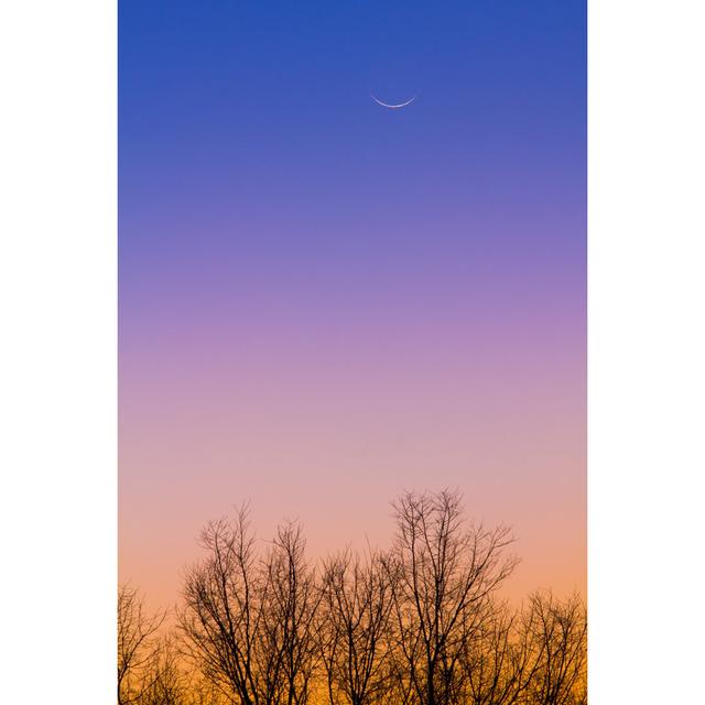 New Moon with Tree by Shibalagu - Wrapped Canvas Photograph Latitude Run Size: 46cm H x 30cm W on Productcaster.