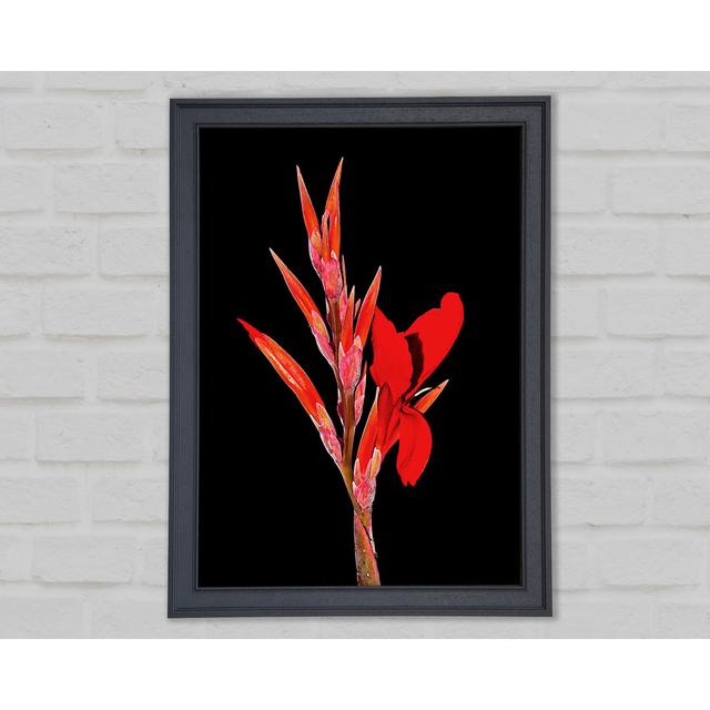 Red Night Flower - Print Latitude Run Size: 118.9cm H x 84.1cm W x 1.5cm D on Productcaster.