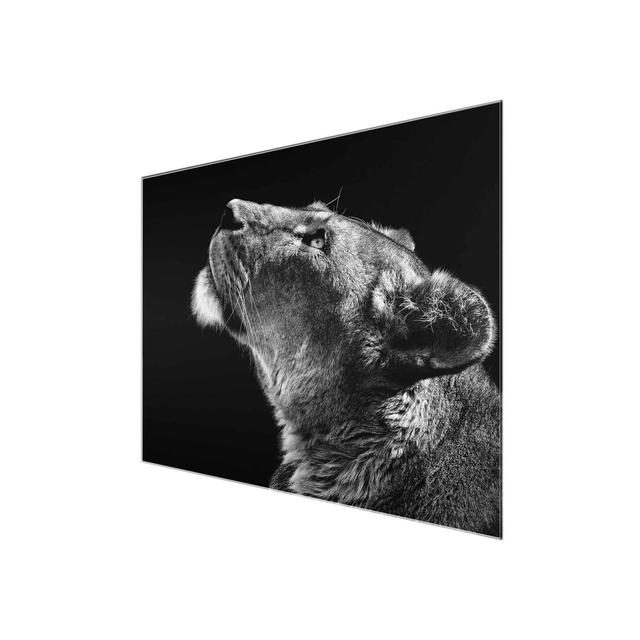 Glasbild Portrait of a Lioness East Urban Home Größe: 75 cm H x 100 cm B on Productcaster.