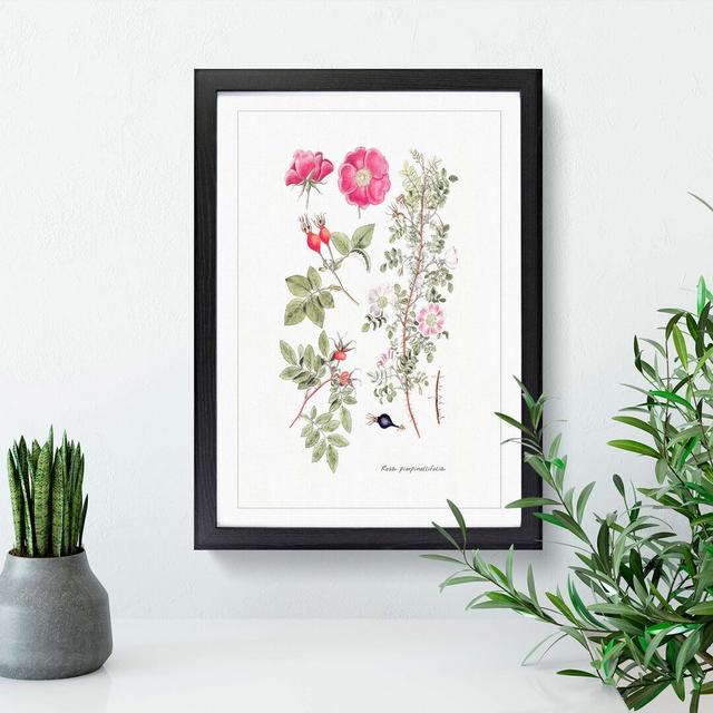 Pink Burnet Rose Flower Illustration - Picture Frame Graphic Art Print East Urban Home Size: 76cm H x 50cm W x 2cm D, Frame Option: Black on Productcaster.