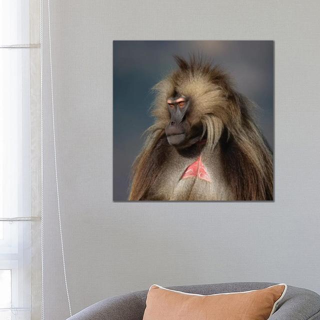 Gelada On Dark Background Ethiopia by Mogens Trolle - Wrapped Canvas Print Latitude Run Size: 66.04cm H x 66.04cm W x 1.91cm D on Productcaster.