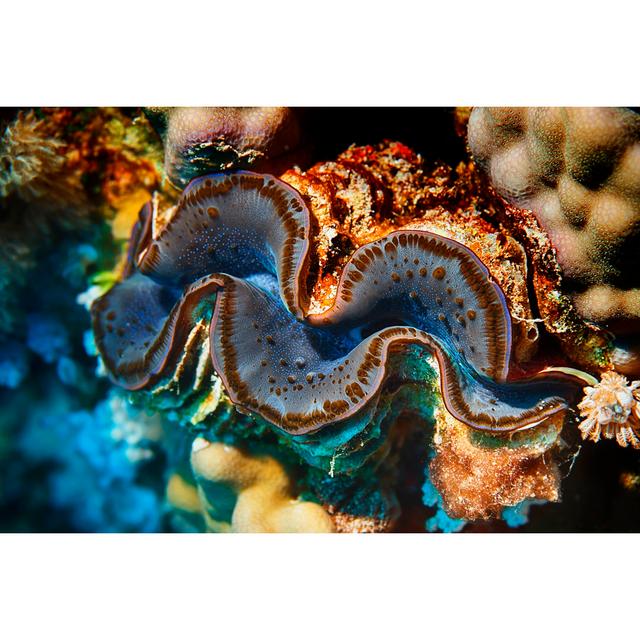 Giant Clam by Ultramarinfoto - No Frame Art Prints on Canvas Beachcrest Home Size: 51cm H x 76cm W on Productcaster.