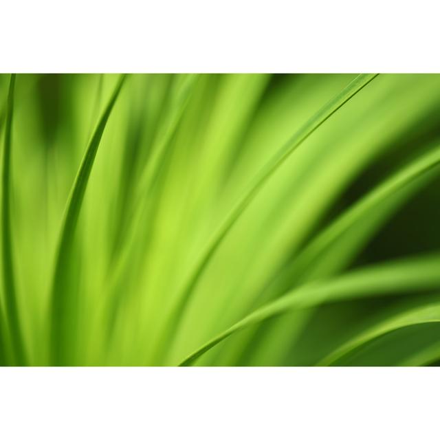 Green Nature Background Long Leafs by Gawrav - Wrapped Canvas Print 17 Stories Size: 81cm H x 122cm W on Productcaster.