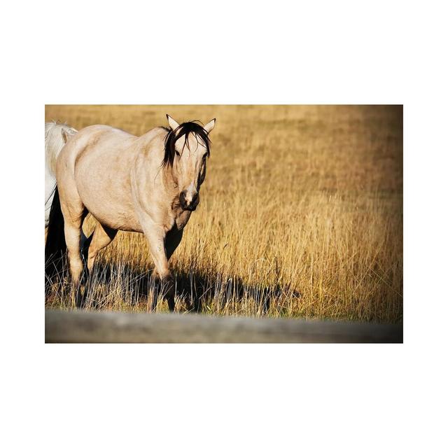 Single Tan Horse by Susan Vizvary - Wrapped Canvas Photograph Natur Pur Size: 66.04cm H x 101.6cm W x 1.91cm D on Productcaster.