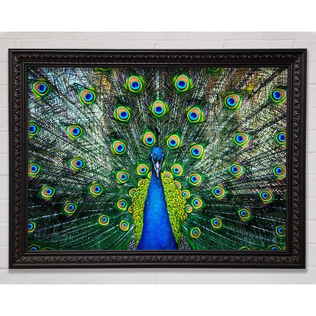 Peacock Plume Framed Print Bright Star Size: 42cm H x 59.7cm W on Productcaster.