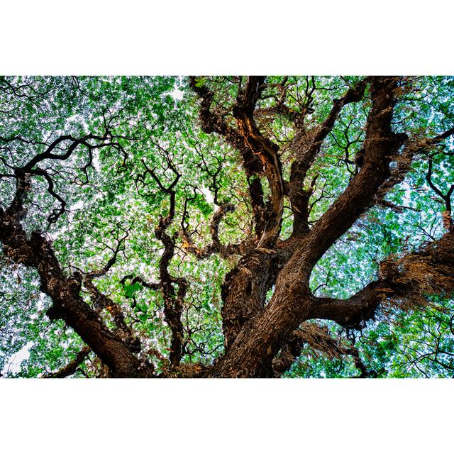 Tree Texture Background by Powerofforever - Print Alpen Home Size: 30cm H x 46cm W x 3.8cm D on Productcaster.