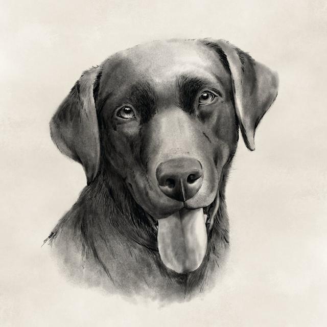 Charcoal Labrador I by Grace Popp - Wrapped Canvas Print Rosalind Wheeler Size: 30cm H x 30cm W x 3.8cm D on Productcaster.