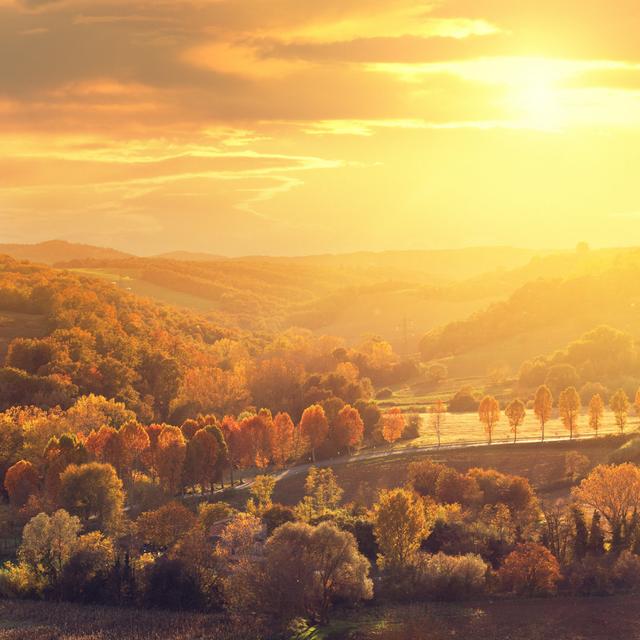 Autumn Sunset by Mammuth - No Frame Art Prints on Canvas 17 Stories Size: 51cm H x 51cm W on Productcaster.