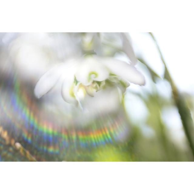 Glorious in Rainbow II by Gillian Hunt - Wrapped Canvas Photograph Ebern Designs Size: 20cm H x 30cm W on Productcaster.