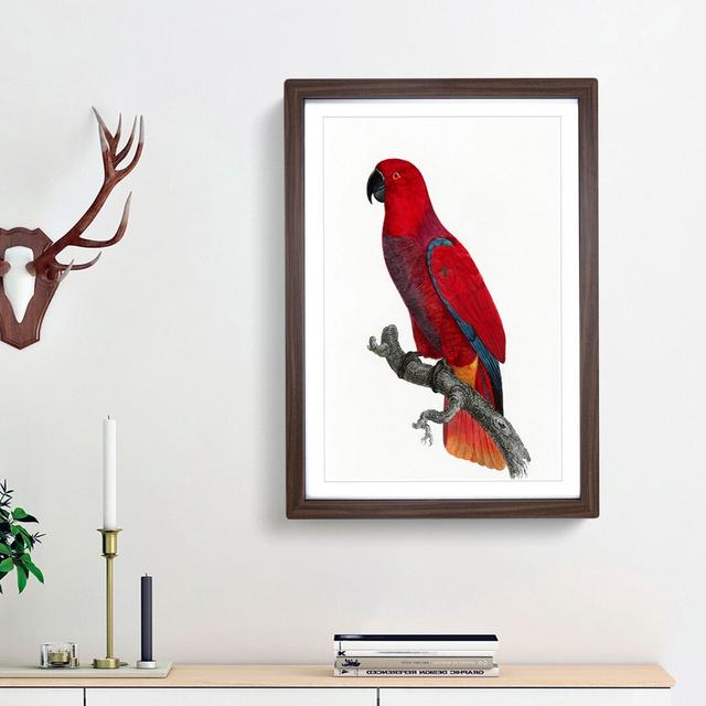 An Eclectus Parrot by F. Levaillant - Single Picture Frame Painting East Urban Home Frame Option: Walnut Framed, Size: 45cm H x 33cm W x 2cm D on Productcaster.