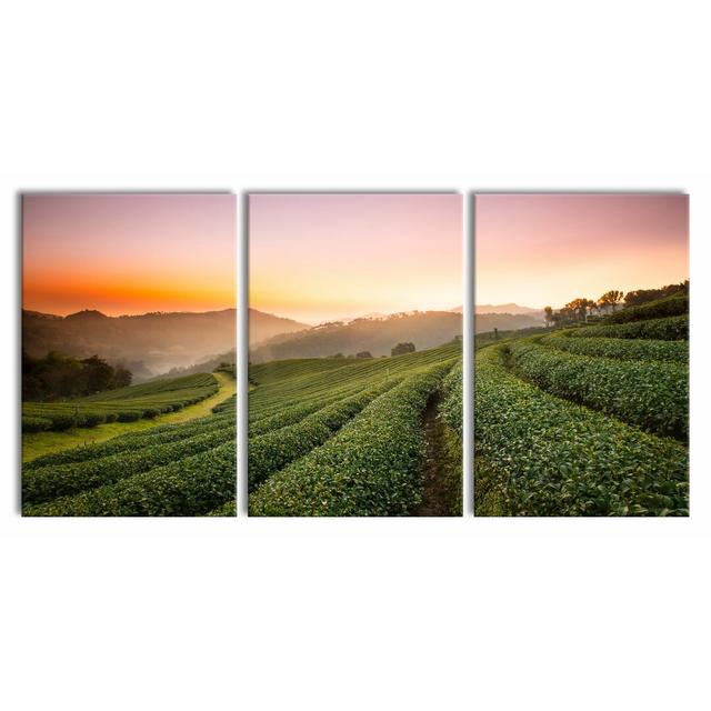 'Giant Tree in the Jungle' 3 Piece Sunrise on Tea Plantation in Thailand Photographic Print on Canvas East Urban Home Size: 120cm H x 240cm W on Productcaster.