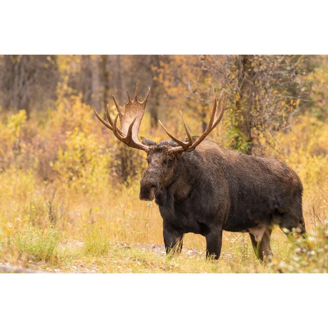 Bull Moose Alpen Home Size: 61cm H x 91cm W x 3.8cm D on Productcaster.