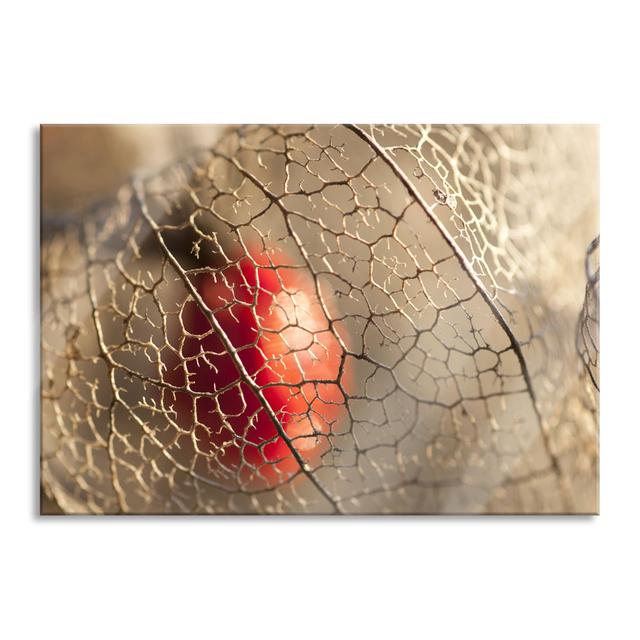 Red Physalis - Unframed Photograph on Glass Brayden Studio Size: 70cm H x 100cm W x 0.4cm D on Productcaster.