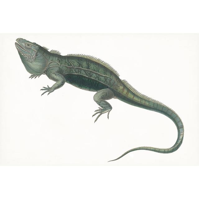 Antique Iguana - Print Rosalind Wheeler Size: 61cm H x 91cm W on Productcaster.