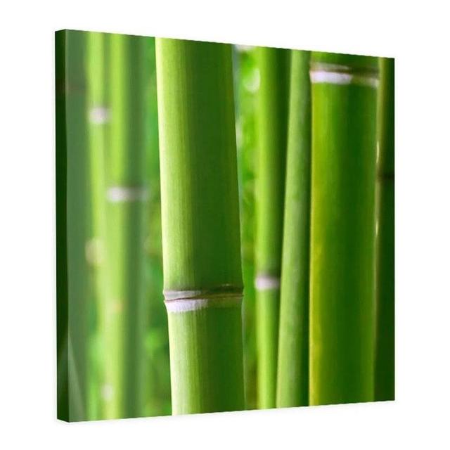 'Bamboos' Panting Print on Canvas Bay Isle Home Size: 80cm H x 80cm W on Productcaster.