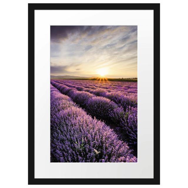 Gerahmtes Poster Traumhafte Lavendel Provence East Urban Home Größe: 55 cm H x 40 cm B on Productcaster.