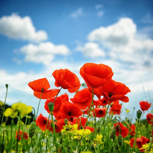 Poppies on Summer Field Shallow Dof - Wrapped Canvas Photograph Ebern Designs Size: 51cm H x 51cm W x 3.8cm D on Productcaster.