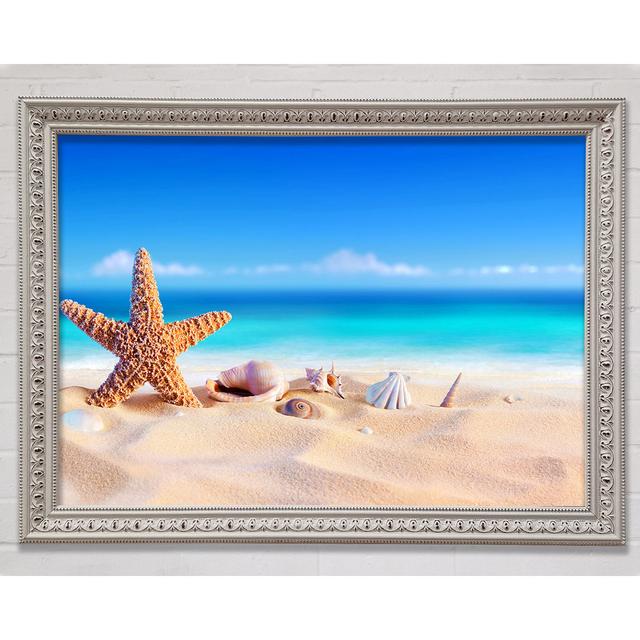 Shells In The Ocean Sands - Single Picture Frame Art Prints Bright Star Size: 84.1cm H x 118.9cm W x 3cm D on Productcaster.