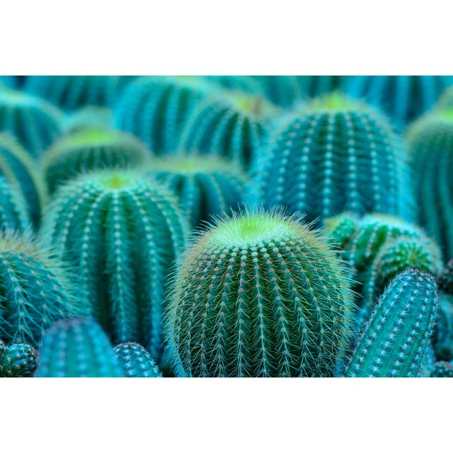 CactUS Plant by Prinprince - Wrapped Canvas Photograph Natur Pur Size: 81cm H x 122cm W on Productcaster.