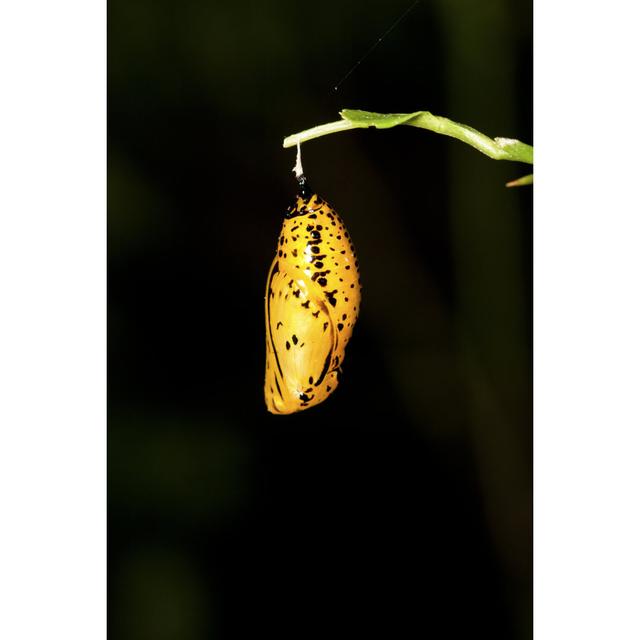 Butterfly Chrysalis August Grove Size: 30cm H x 20cm W x 3.8cm D on Productcaster.