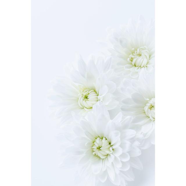 White Chrysanthemum Flower by Shironagasukujira - Wrapped Canvas Print 17 Stories Size: 76cm H x 51cm W on Productcaster.