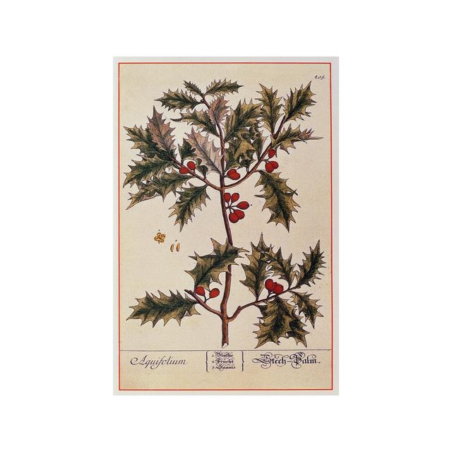 Holly from `A Curious Herbal`, 1782' by Elizabeth Blackwell Graphic Art Print The Seasonal Aisle Size: 101.6cm H x 66.04cm W x 3.81cm D, Format: Wrapp on Productcaster.